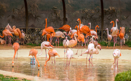 Pink flamingos at Seoul Grand Park zoo of Koreaの写真素材