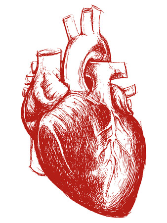 Human Heart Drawing line work