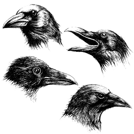 Crow head drawing line work vector set 02のイラスト素材