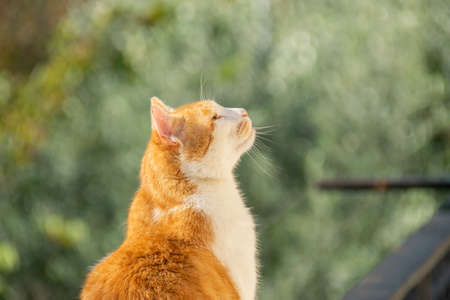 Cat looking up at the skyの写真素材