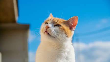 An orange catの写真素材