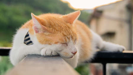 An orange cat resting with closed eyes. / An orange cat resting with closed eyes.の写真素材
