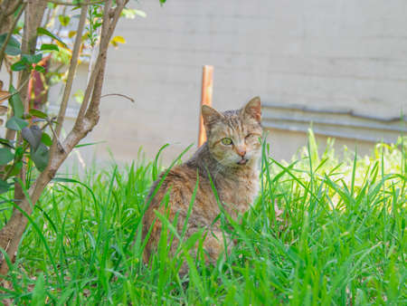 The one-eyed tabby cat with his tongue stuck out on the grass. / A one-eyed tabby cat with his tongue stuck out on the grass.の写真素材