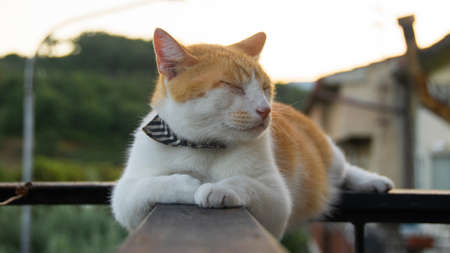 An orange cat resting on the railing. / An orange cat resting on the railing.の写真素材