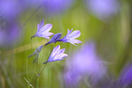 A field of beautiful purple wildflowers in the spring, Northern California.の写真素材