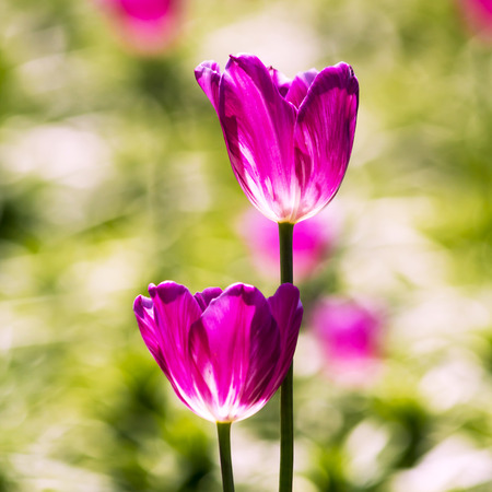 Tulipsの写真素材