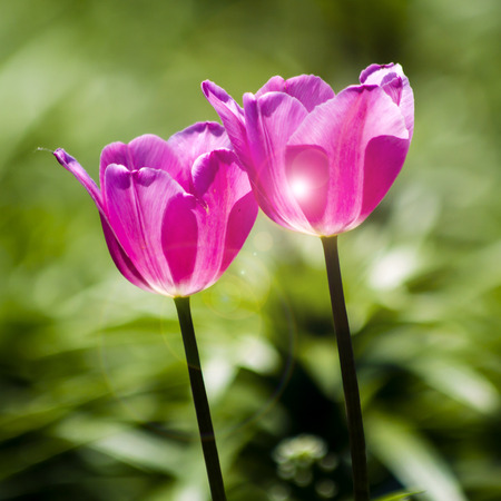 Tulipsの写真素材