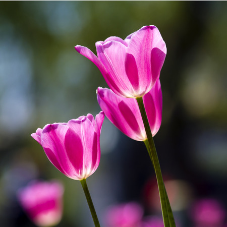 Tulipsの写真素材