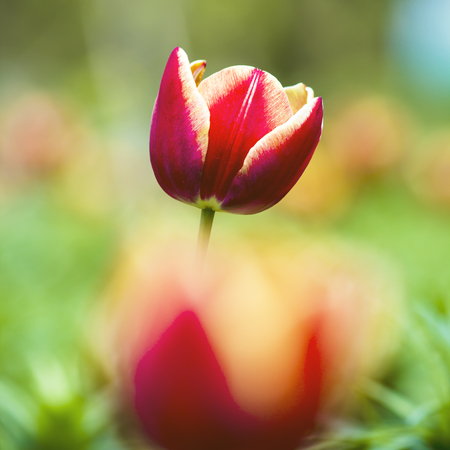 Tulipの写真素材