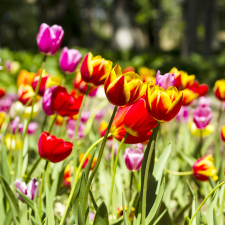 Tulipsの写真素材