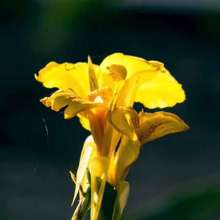 yellow flowersの写真素材