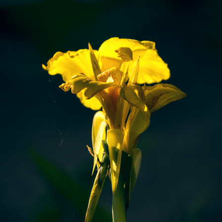 yellow flowersの写真素材