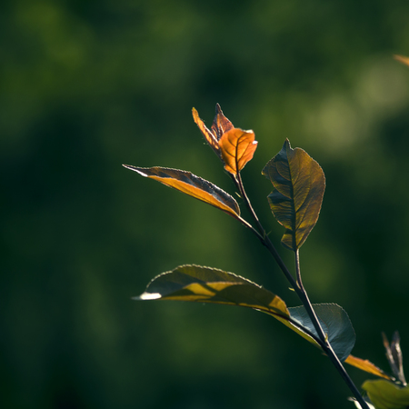 Closeup of leavesの写真素材