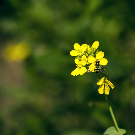 bee on flowerの写真素材