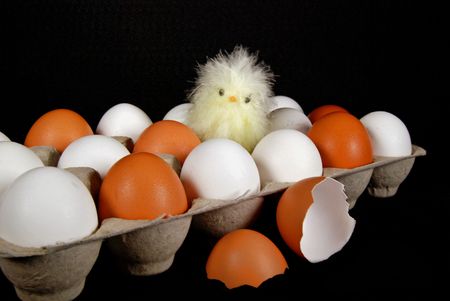  chick in eggs