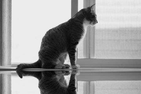 cat on window sillの写真素材