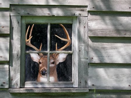 buck in windowの写真素材