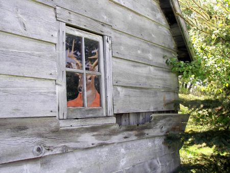 Buck peeking out of cabin window.の写真素材