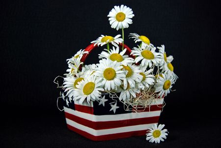 Wild daisies in a flag basket on black.の写真素材