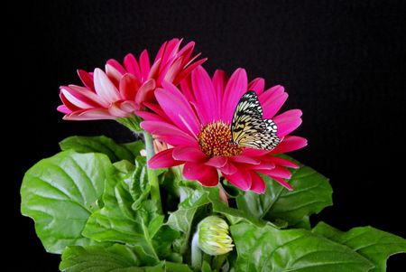 Butterfly on a gerbera daisy.の写真素材