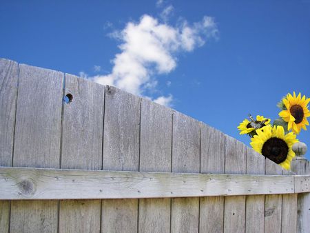 Sunflowers peeking over a wooden fence.の写真素材