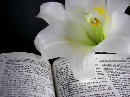 Easter lily on open Bible.の写真素材