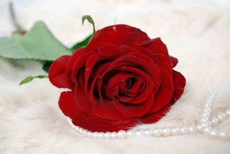 Red rose on white fur with pearls.の写真素材