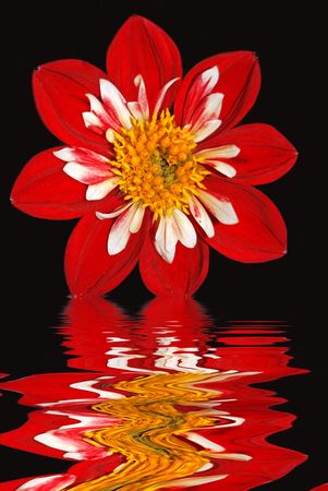 Summer dahlia reflection in rippled water.の写真素材