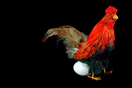 Chicken laying a fresh white egg.の写真素材