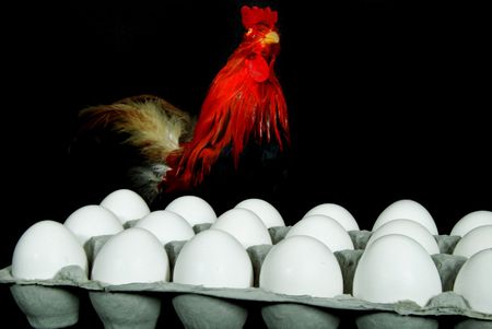 Bright red chicken with eggs.の写真素材