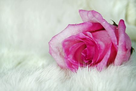 Pink rose on white rabbit fur.の写真素材