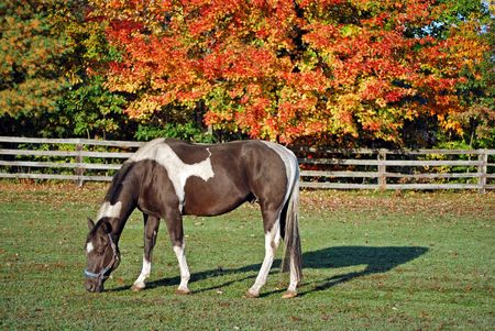 Paint horse grazing in a colorful pasture.の写真素材