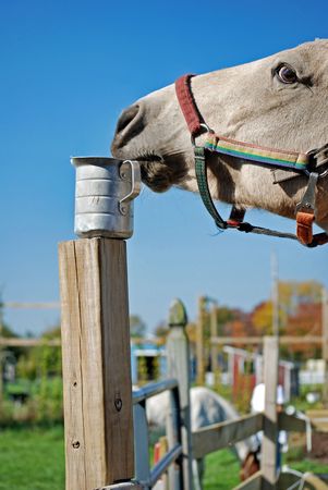 Curious horse with tin cup.の写真素材