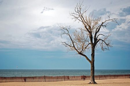 Beechwood tree on beach with snow fence.の写真素材