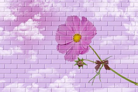 Pink cosmos in clouds with digital effect.の写真素材