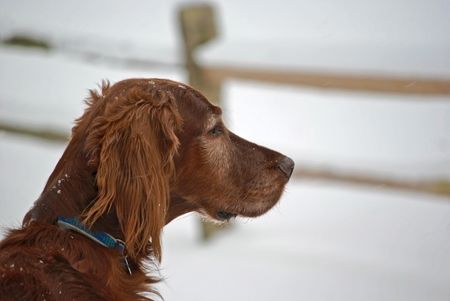 Irish Setter dog in the winter.の写真素材