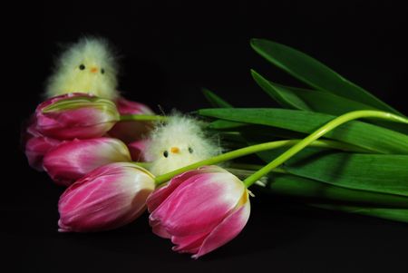 Easter chicks and tulips on black.の写真素材
