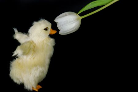 Fuzzy duckling smelling a spring tulip.の写真素材