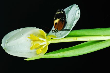 A butterfly on a broken tulip blossom.の写真素材