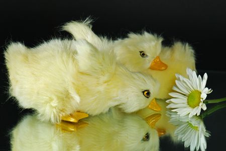 Baby ducklings and daisy reflected in a mirror.の写真素材