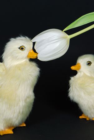 Ducklings smelling a spring tulip.の写真素材
