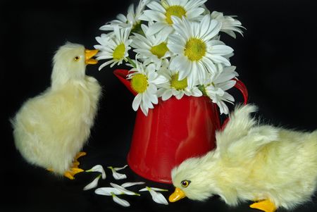 Pair ducklings with daisy bouquet.の写真素材