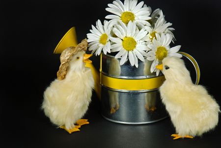 Ducklings with daisy bouquet in sprinkling can.の写真素材