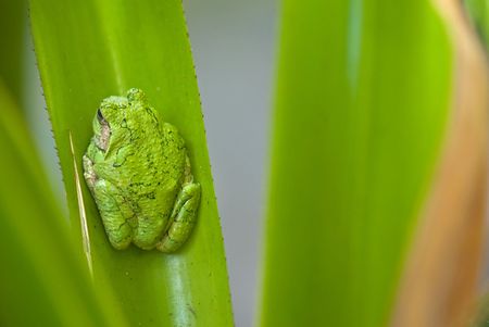 Chubby frog nestled in a tropical plant leaf.の写真素材