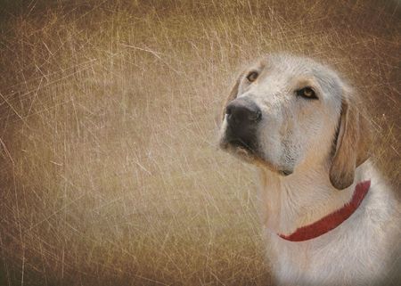 Labrador retriever on textured background.