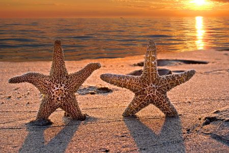 Starfish couple on the beach at sunset.