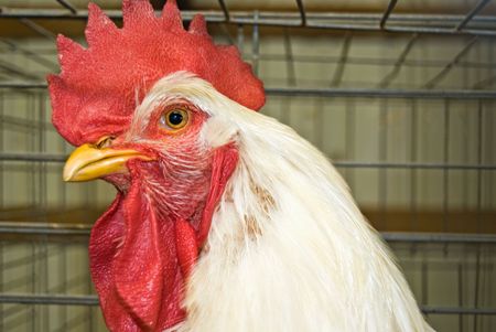 Regal rooster in a wire cage.