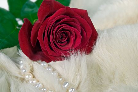 Red rose and pearls on white fur.の写真素材