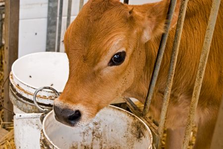 Jersey calf in stall.の写真素材