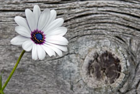 Pretty daisy on old barn wood.の写真素材